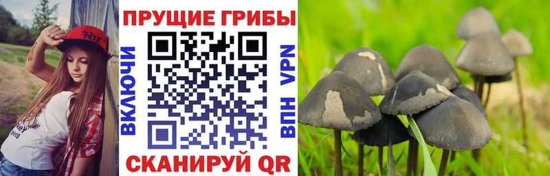 Галлюциногенные грибы Psilocybine cubensis  наркошоп  Алушта 